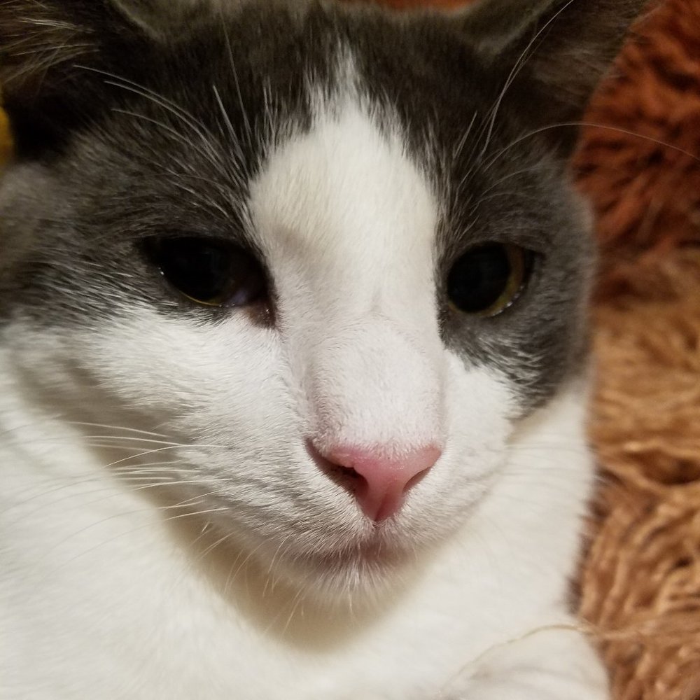 Meet your Posher, Hyder